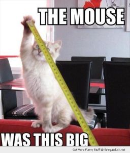 funny-mouse-this-big-cat-tape-measure-pics